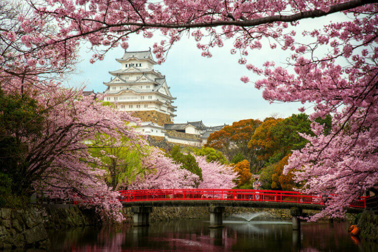 A beautiful scene of a traditional Japanese castle surrounded by blooming cherry blossoms, with a red bridge crossing over a peaceful river in the foreground. This serene landscape symbolizes the unique experiences of Filipino workers in Japan, who live and work in a culturally rich environment, contributing to the strong connections between Japan and the Philippines.