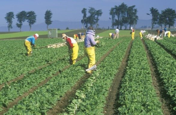 Farm workers harvesting crops in a large field, highlighting the agriculture talent gap and need for skilled labor in the sector.